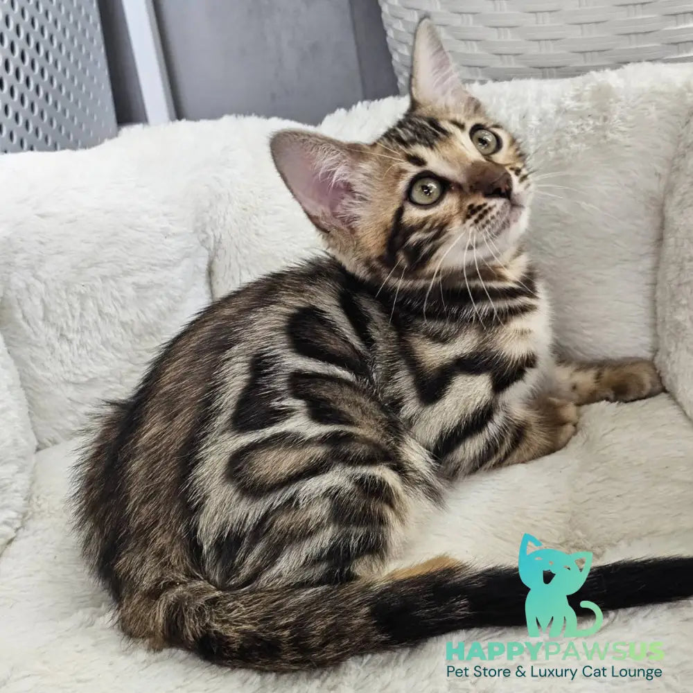 Tahiti Bengal male black spotted tabby - live animals