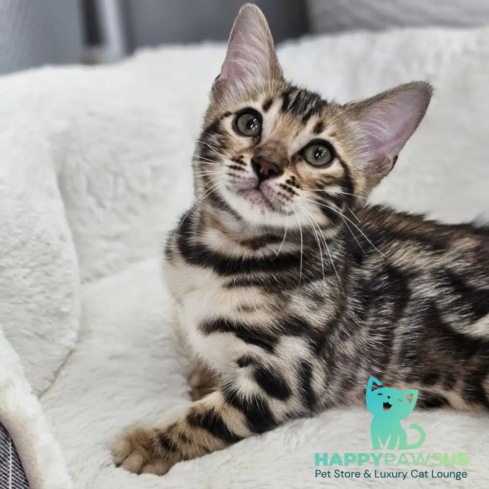 Tahiti Bengal male black spotted tabby - live animals