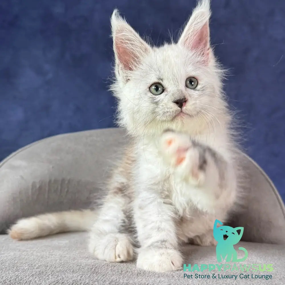 Tahiti Maine Coon female black tortie silver spotted tabby - live animals