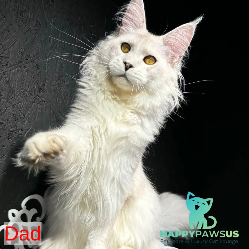 Tahiti Maine Coon female black tortie silver spotted tabby - live animals