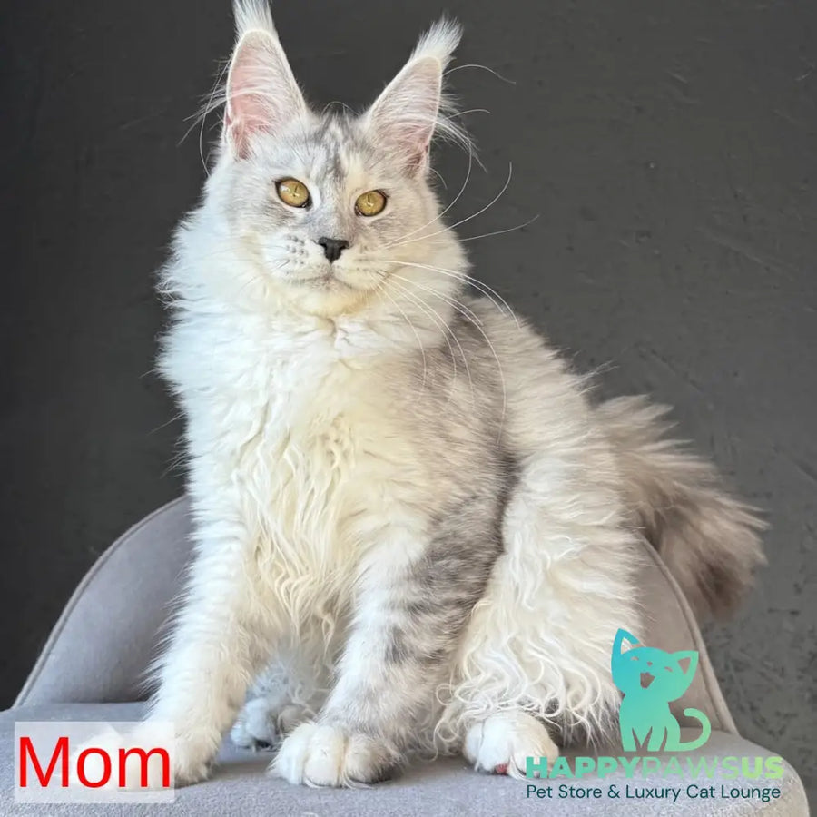 Tahiti Maine Coon female black tortie silver spotted tabby - live animals