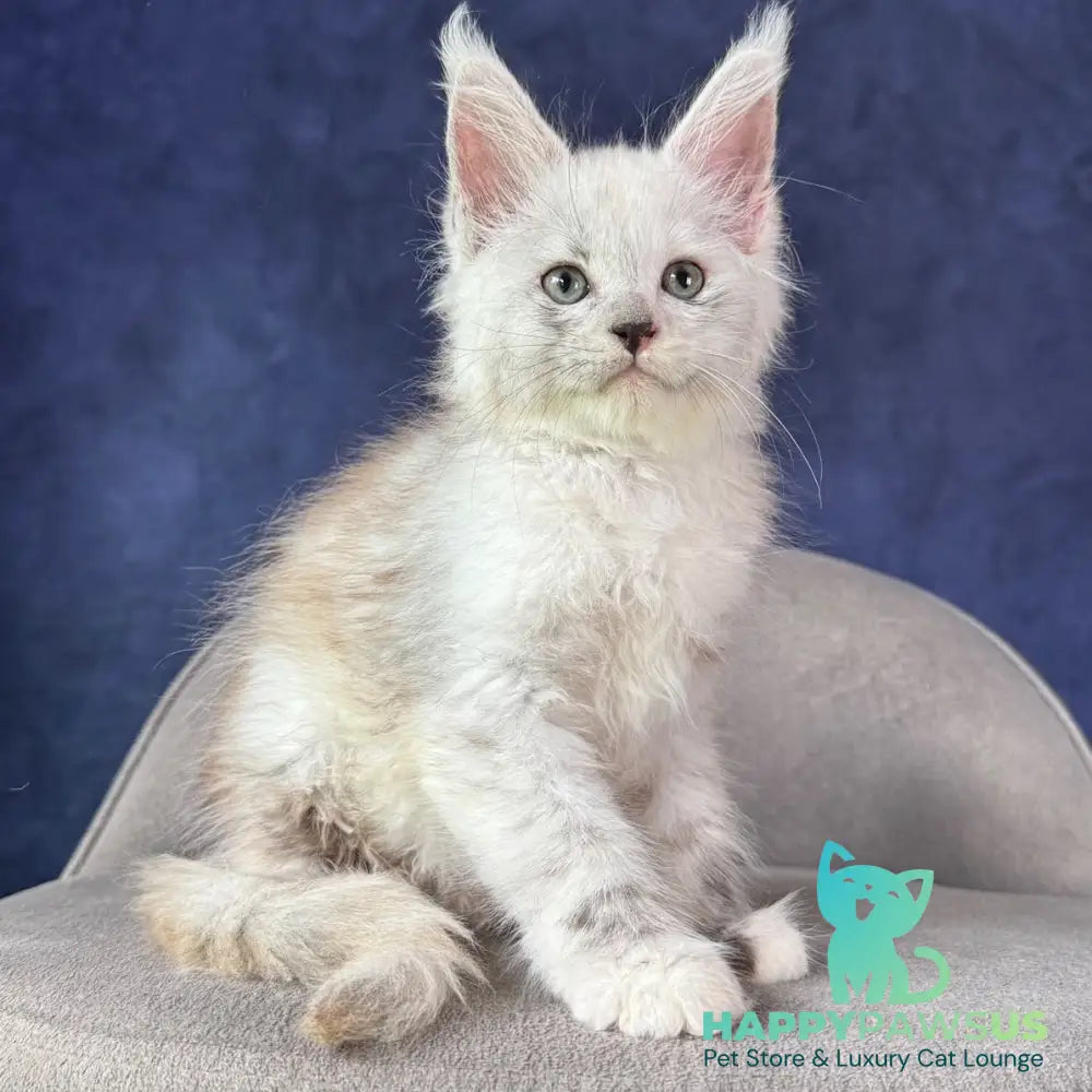 Tahiti Maine Coon female black tortie silver spotted tabby - live animals