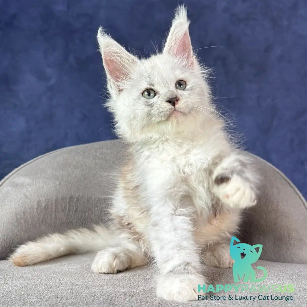 Tahiti Maine Coon female black tortie silver spotted tabby - live animals