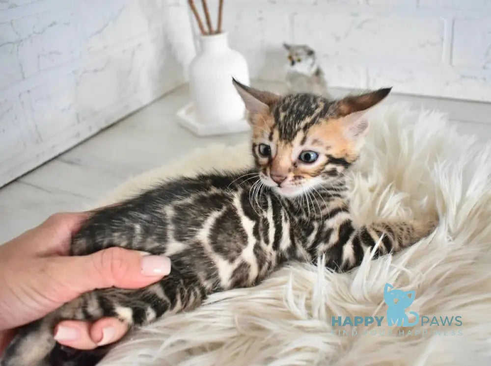 Taiger Bengal male black spotted tabby live animals