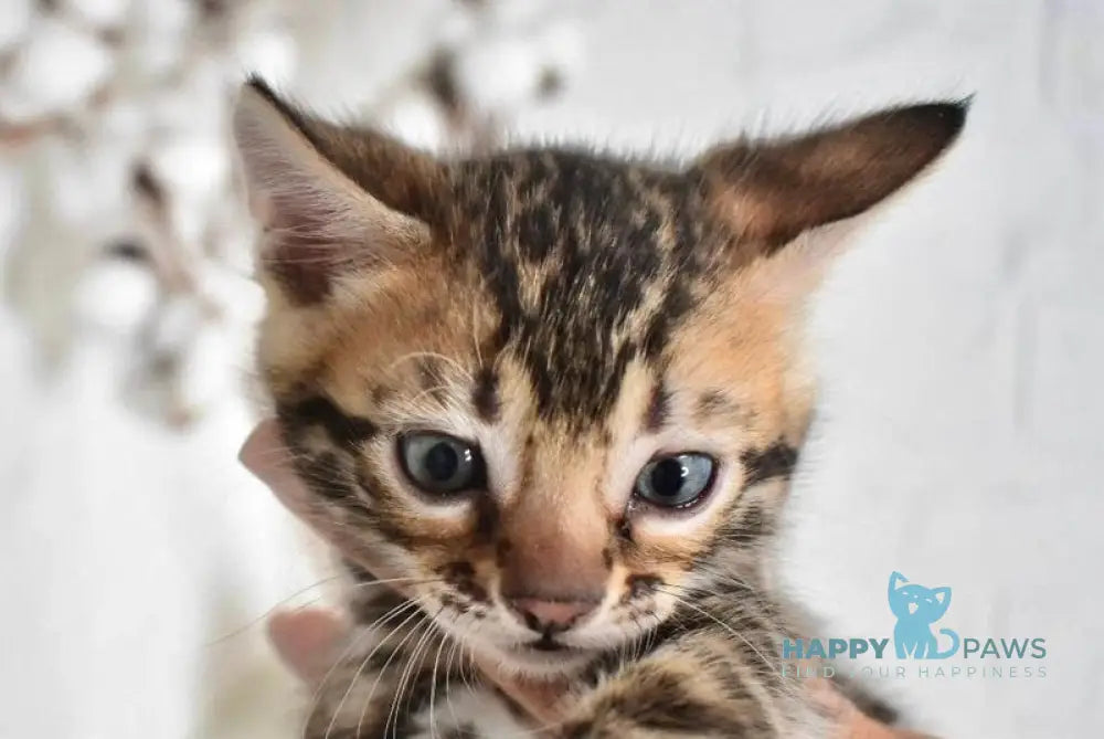 Taiger Bengal male black spotted tabby live animals