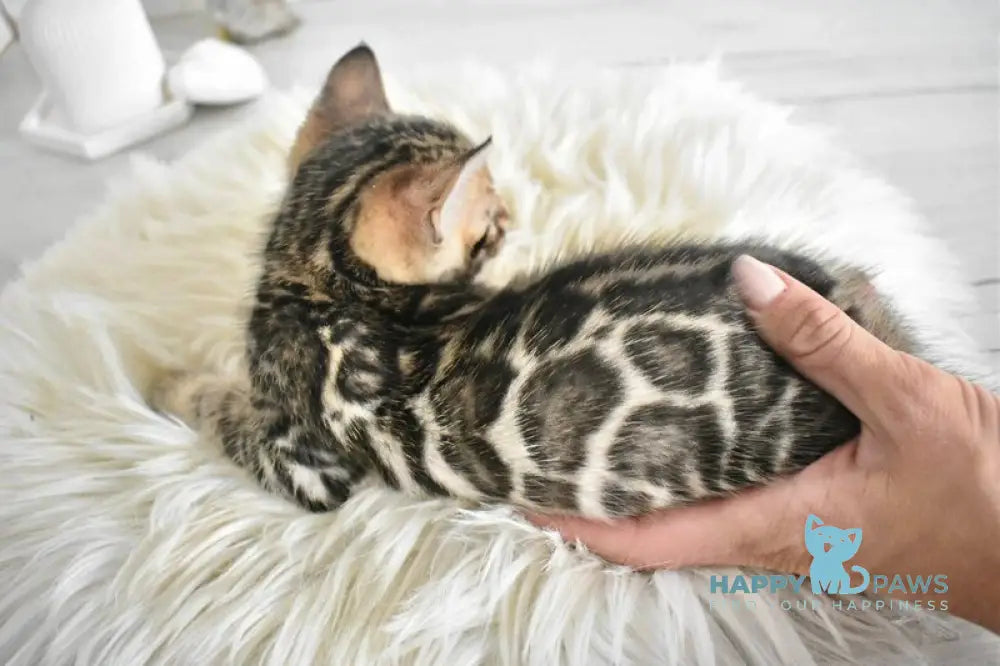 Taiger Bengal male black spotted tabby live animals