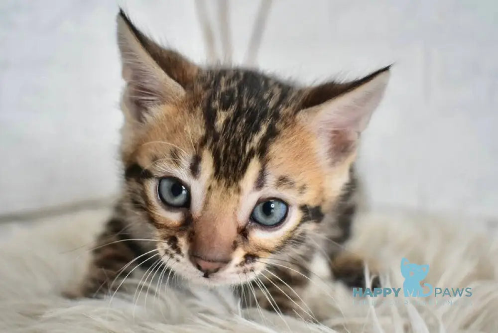 Taiger Bengal male black spotted tabby live animals