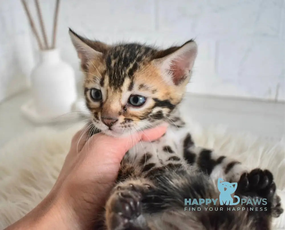 Taiger Bengal male black spotted tabby live animals