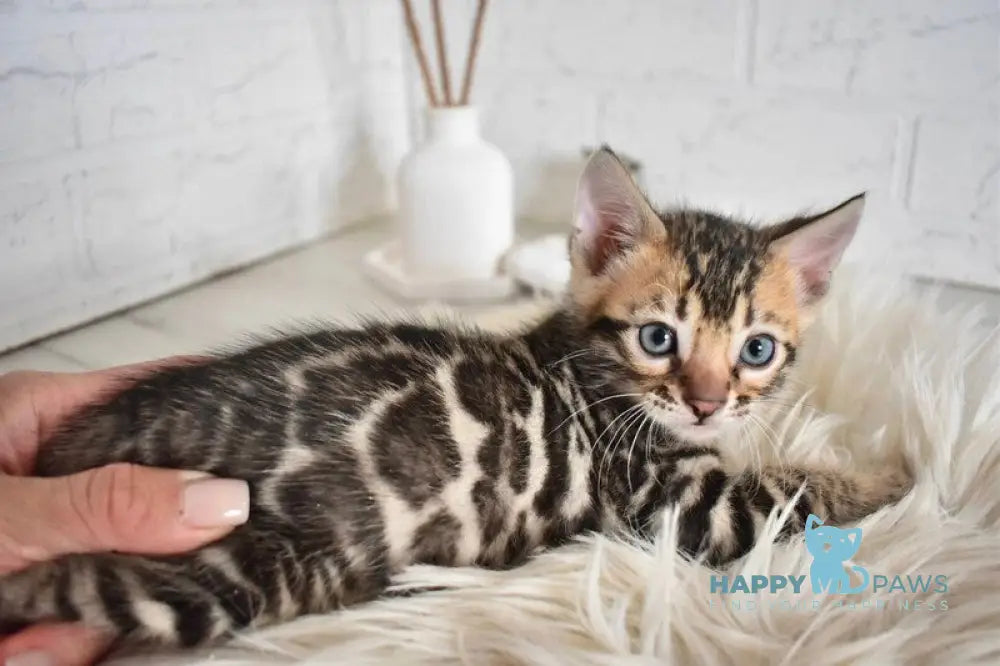 Taiger Bengal male black spotted tabby live animals