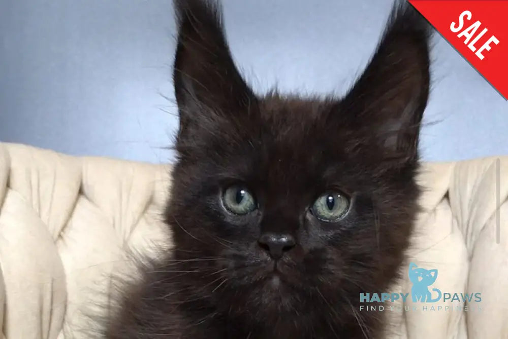 Taiger Maine Coon male black live animals