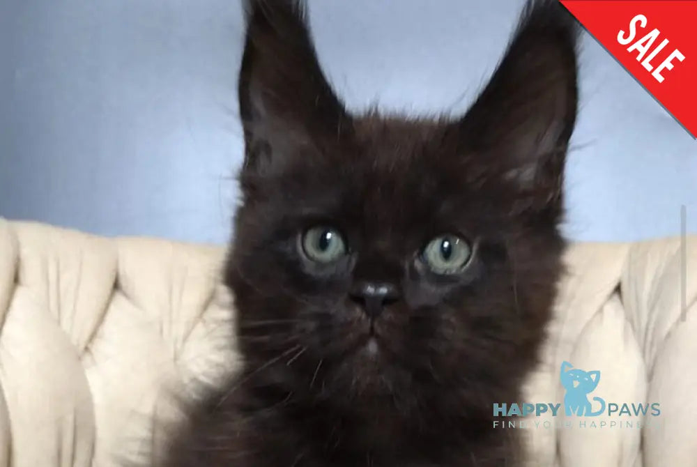 Taiger Maine Coon male black live animals