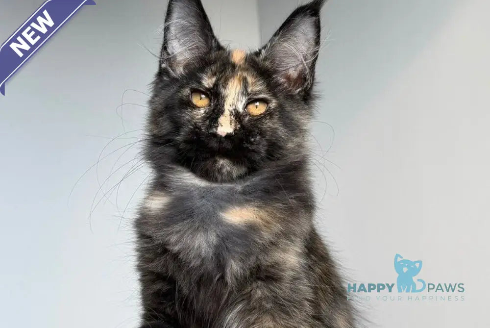Tails Maine Coon female black tortie tabby - live animals