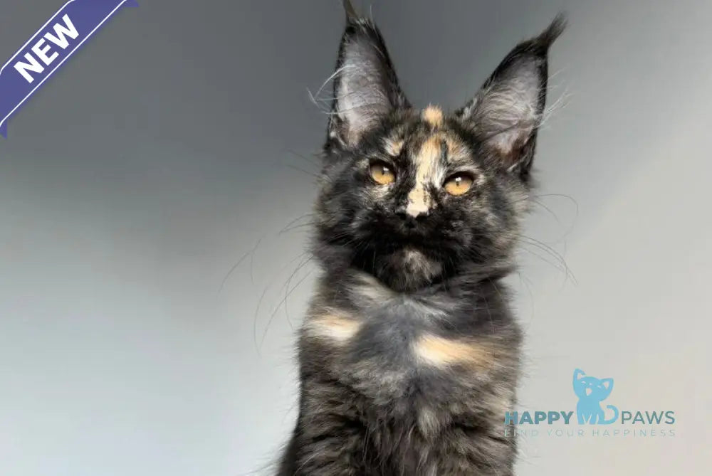 Tails Maine Coon female black tortie tabby - live animals