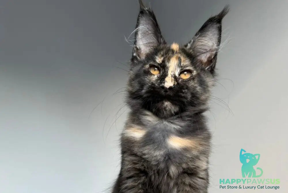 Tails Maine Coon female black tortie tabby - live animals