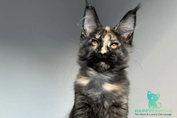 Tails Maine Coon female black tortie tabby - live animals