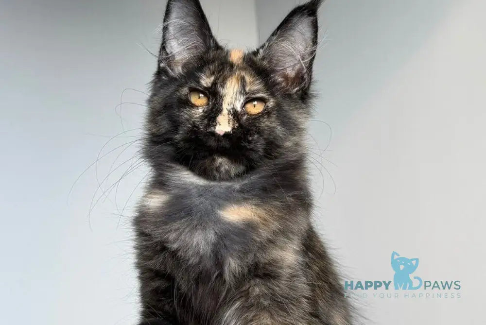 Tails Maine Coon female black tortie tabby - live animals