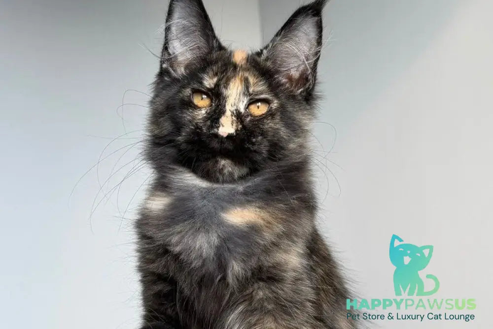 Tails Maine Coon female black tortie tabby - live animals