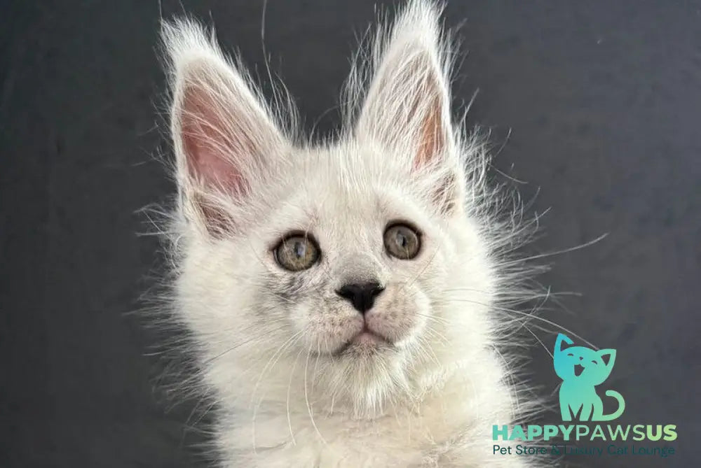 Taimyr Maine Coon male black silver shaded live animals