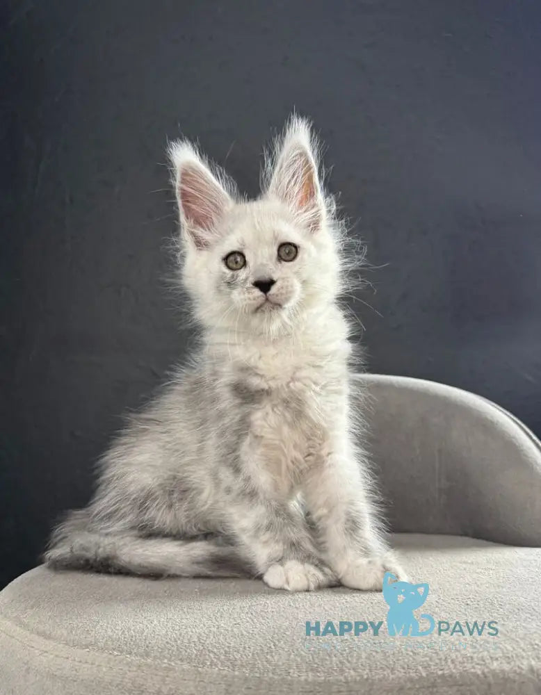 Taimyr Maine Coon male black silver shaded live animals