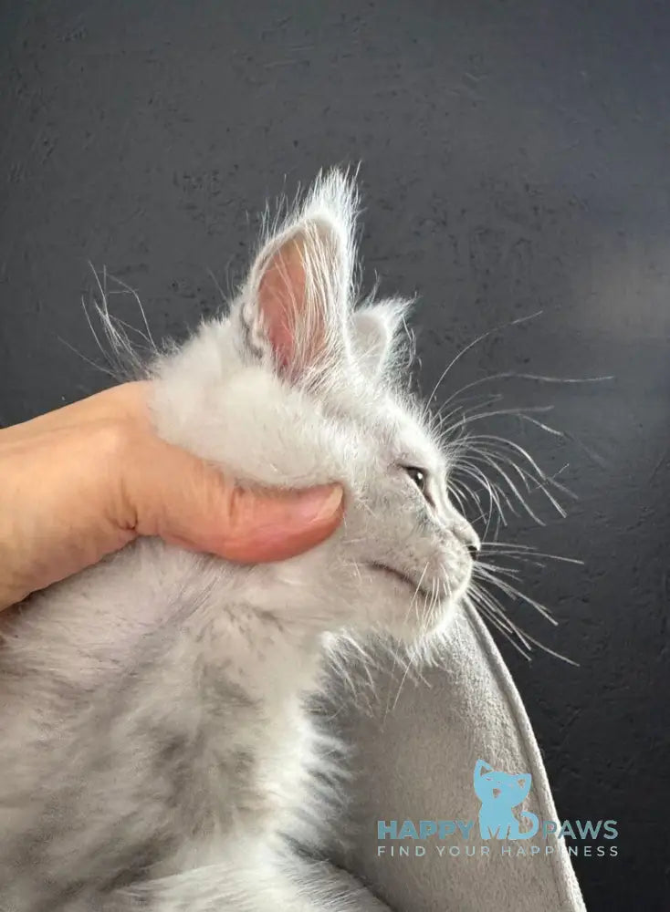 Taimyr Maine Coon male black silver shaded live animals