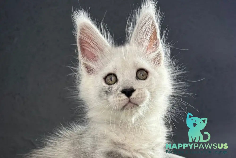 Taimyr Maine Coon male black silver shaded live animals