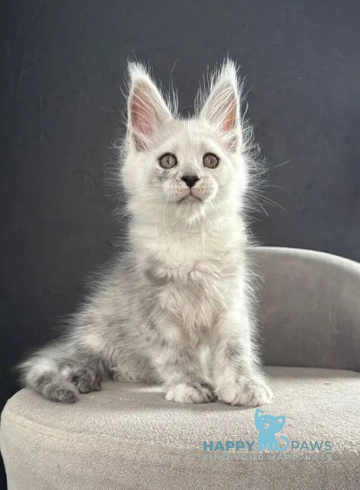 Taimyr Maine Coon male black silver shaded live animals