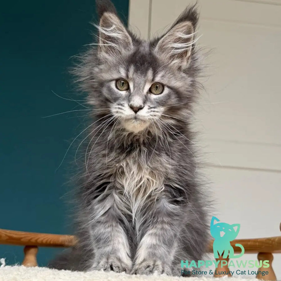 Taina Maine Coon female blue tabby - live animals