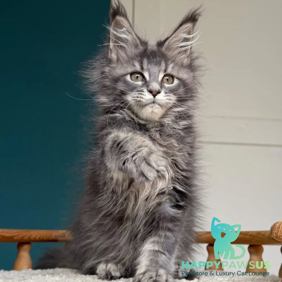 Taina Maine Coon female blue tabby - live animals