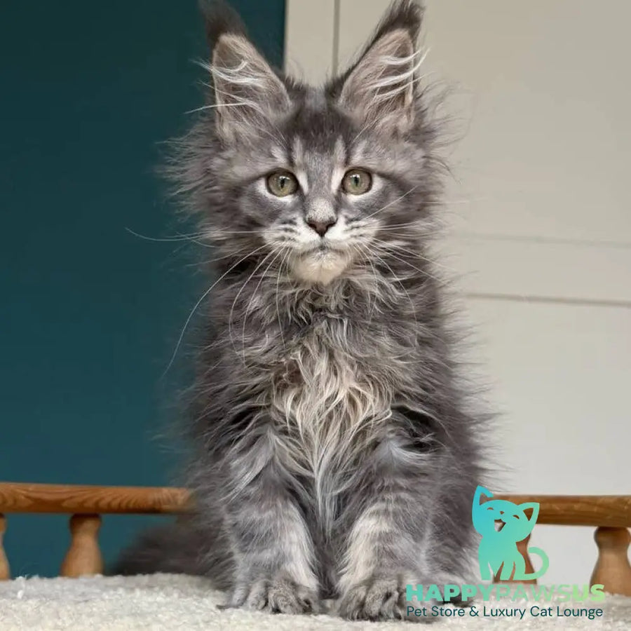 Taina Maine Coon female blue tabby - live animals