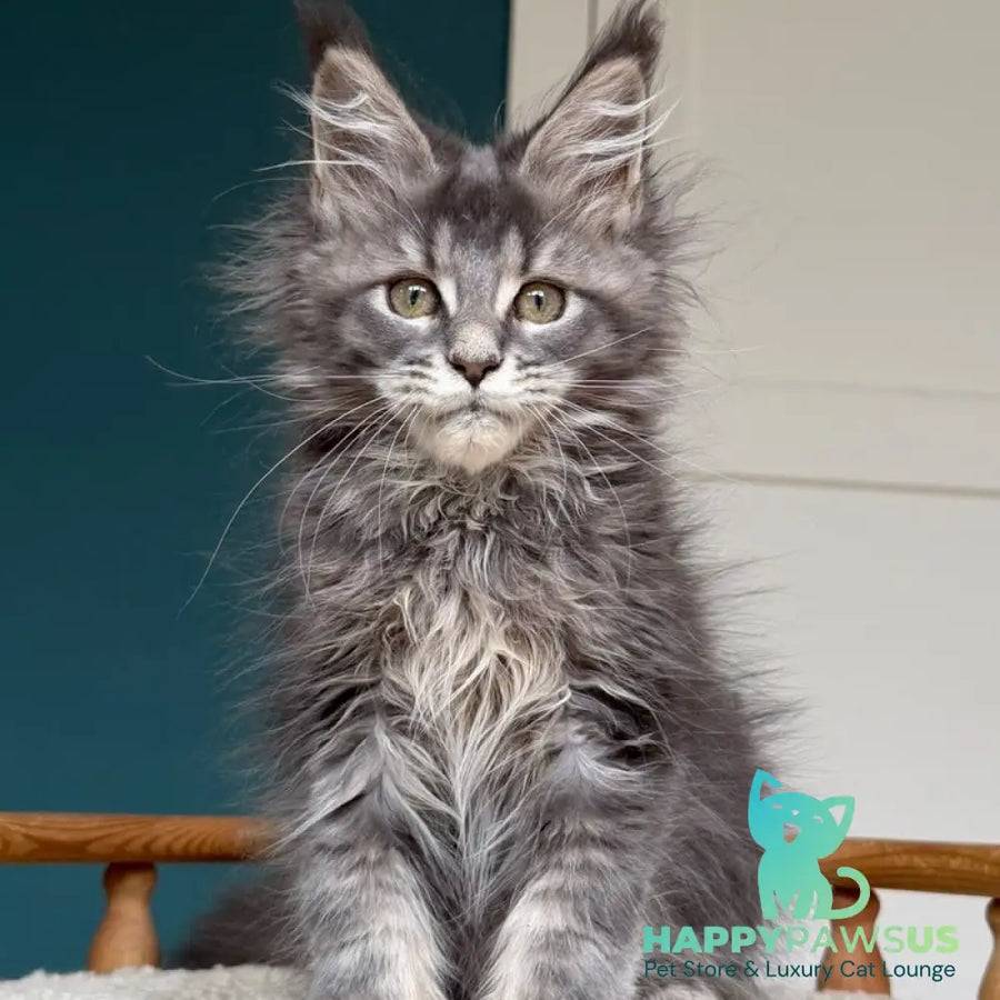 Taina Maine Coon female blue tabby - live animals