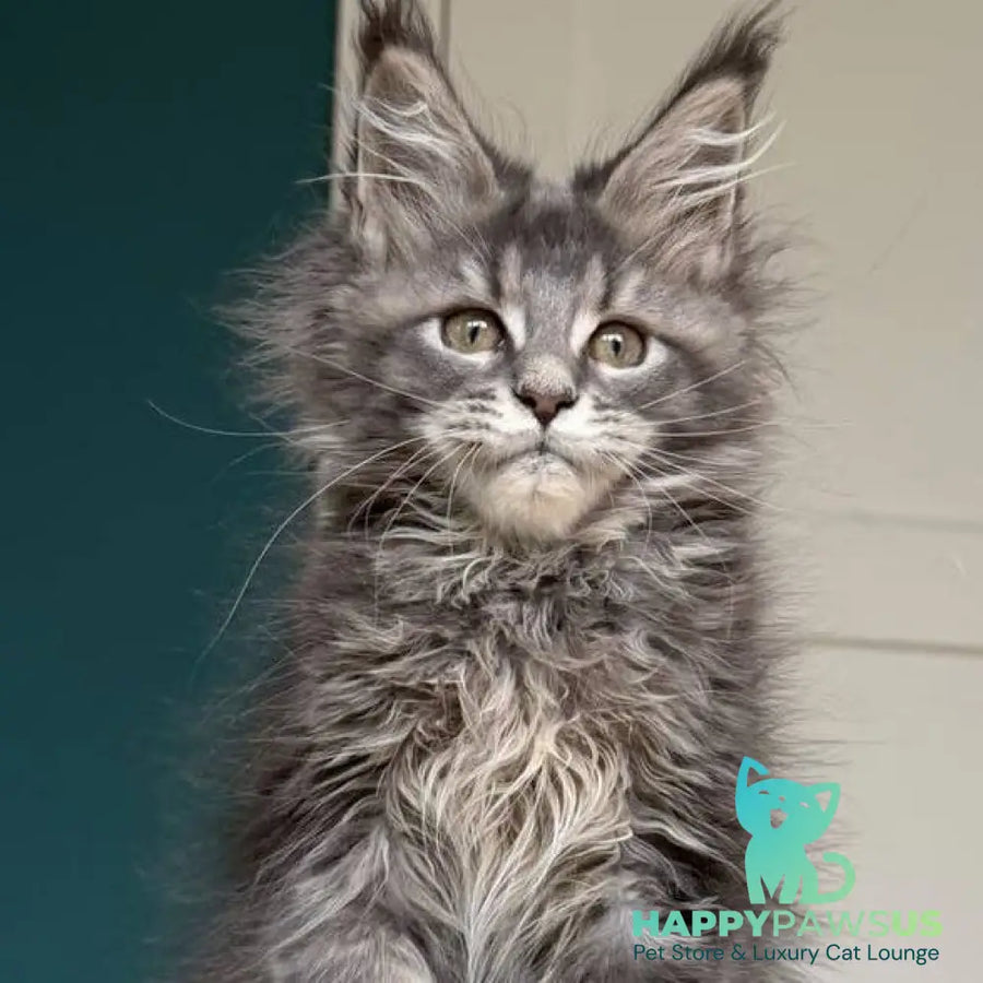 Taina Maine Coon female blue tabby - live animals