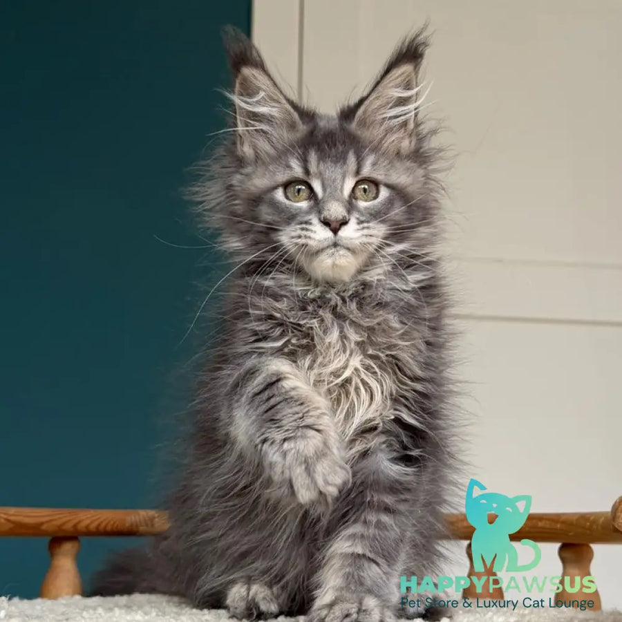 Taina Maine Coon female blue tabby - live animals