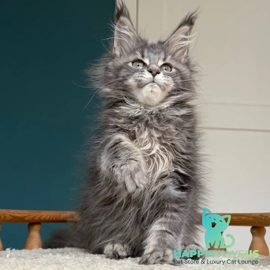 Taina Maine Coon female blue tabby - live animals