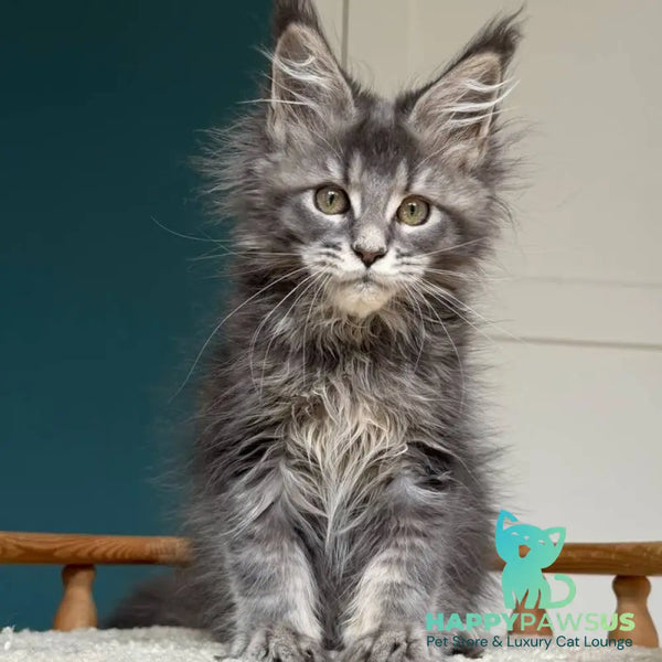 Taina Maine Coon female blue tabby - live animals