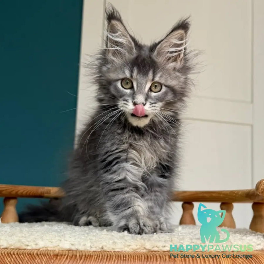Taina Maine Coon female blue tabby - live animals