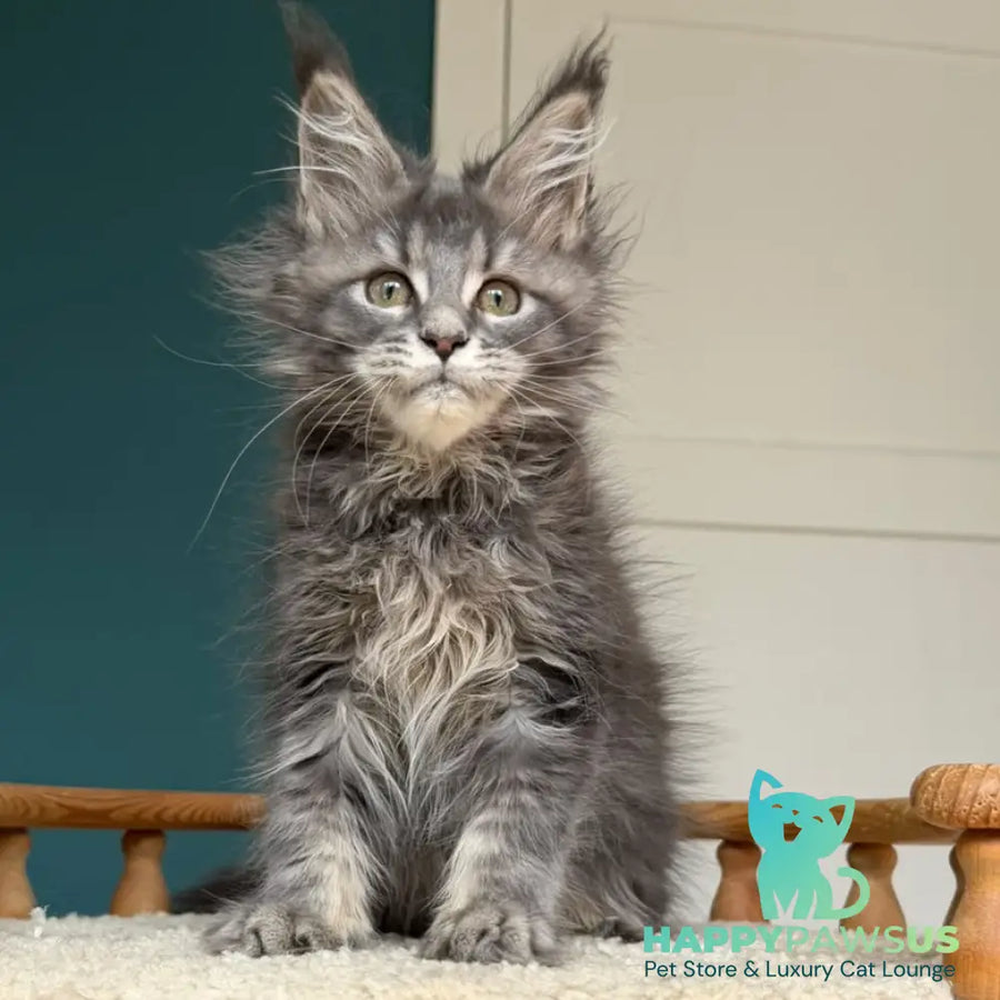 Taina Maine Coon female blue tabby - live animals