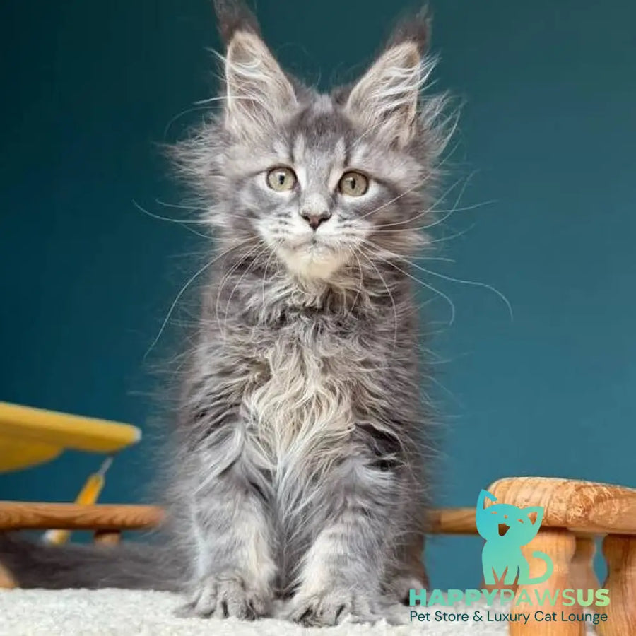 Taina Maine Coon female blue tabby - live animals