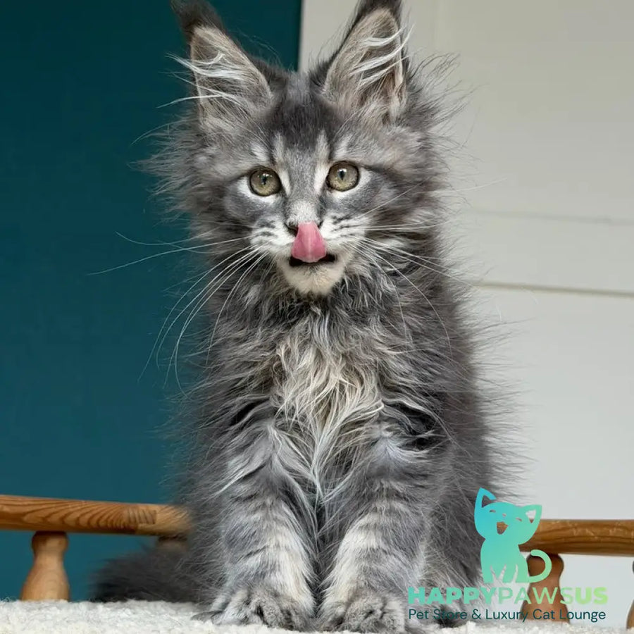 Taina Maine Coon female blue tabby - live animals