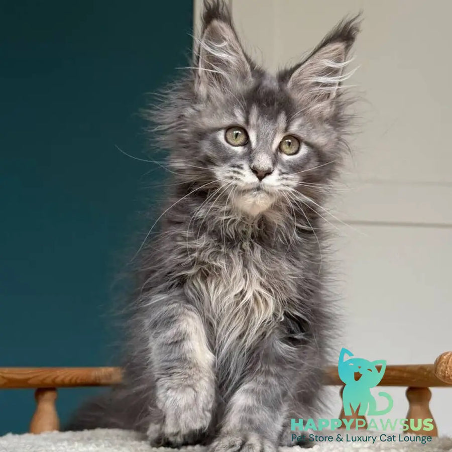 Taina Maine Coon female blue tabby - live animals