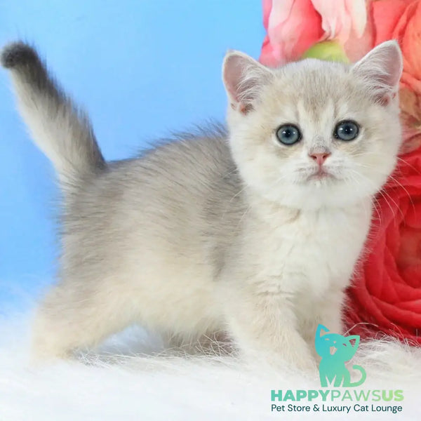 Tair British Shorthair male blue golden shaded - live animals