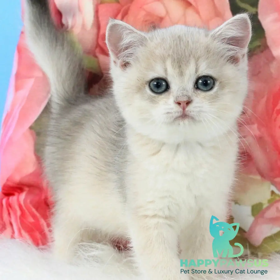 Tair British Shorthair male blue golden shaded - live animals