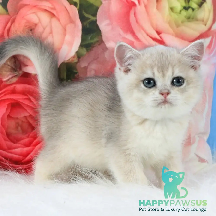 Tair British Shorthair male blue golden shaded - live animals