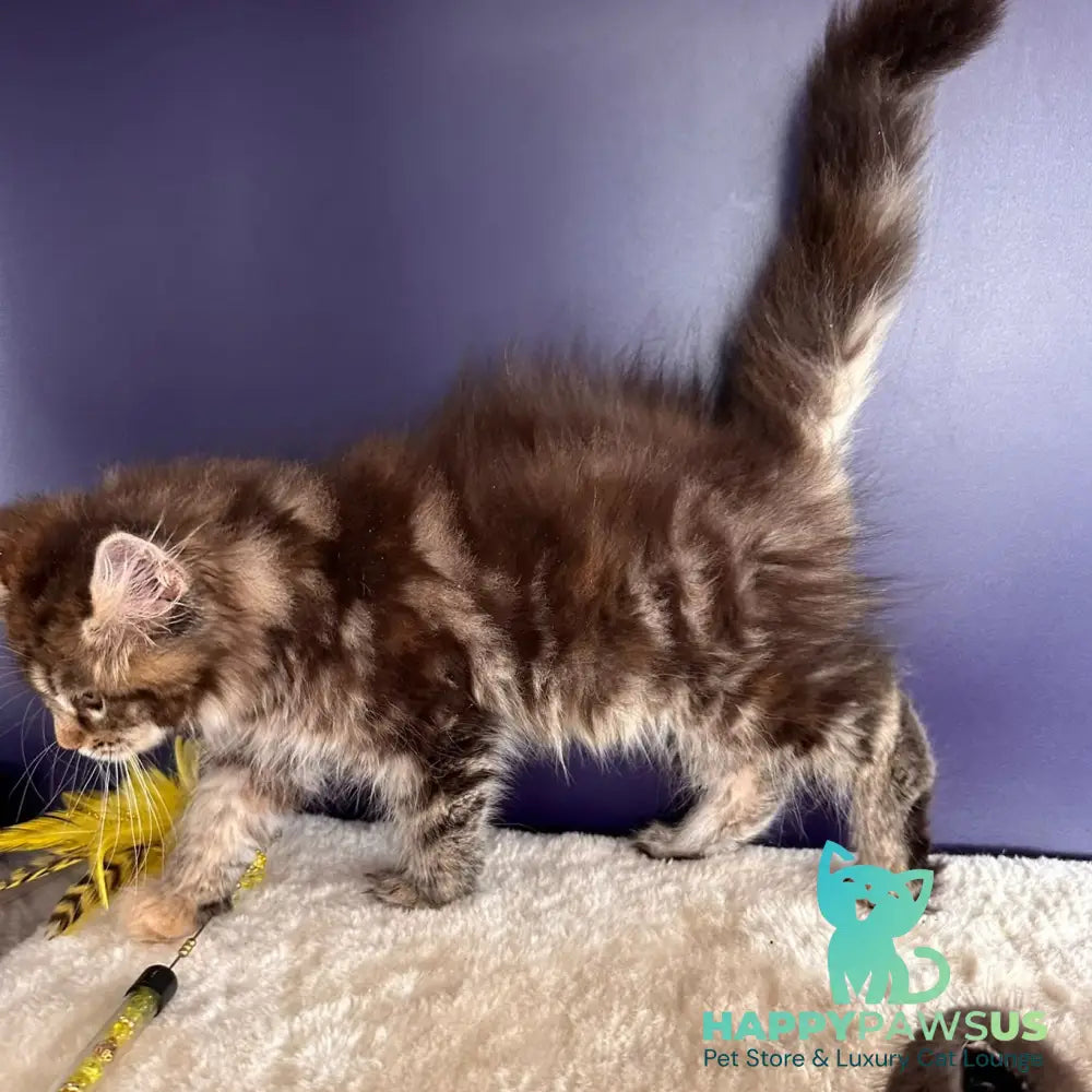 Tais Maine Coon female black tortie tabby - live animals