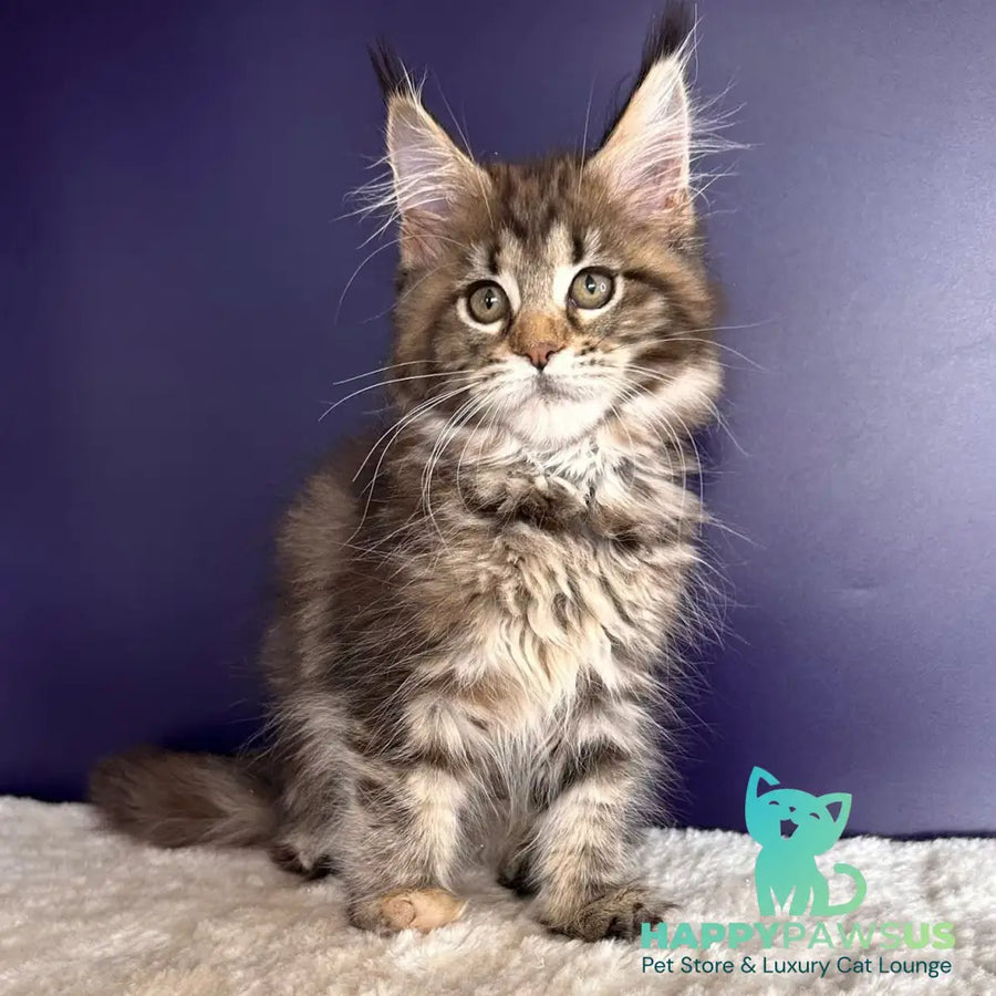 Tais Maine Coon female black tortie tabby - live animals