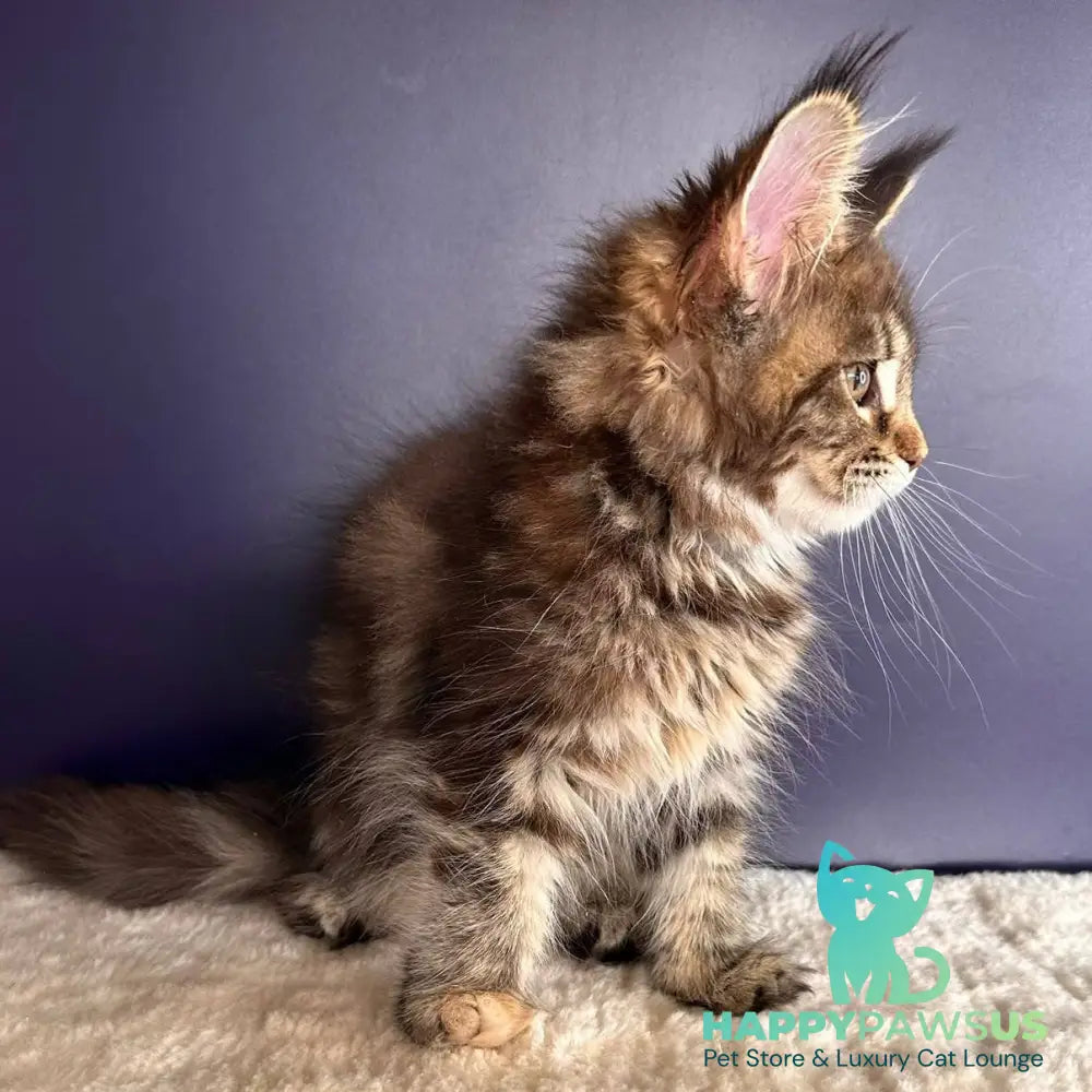 Tais Maine Coon female black tortie tabby - live animals
