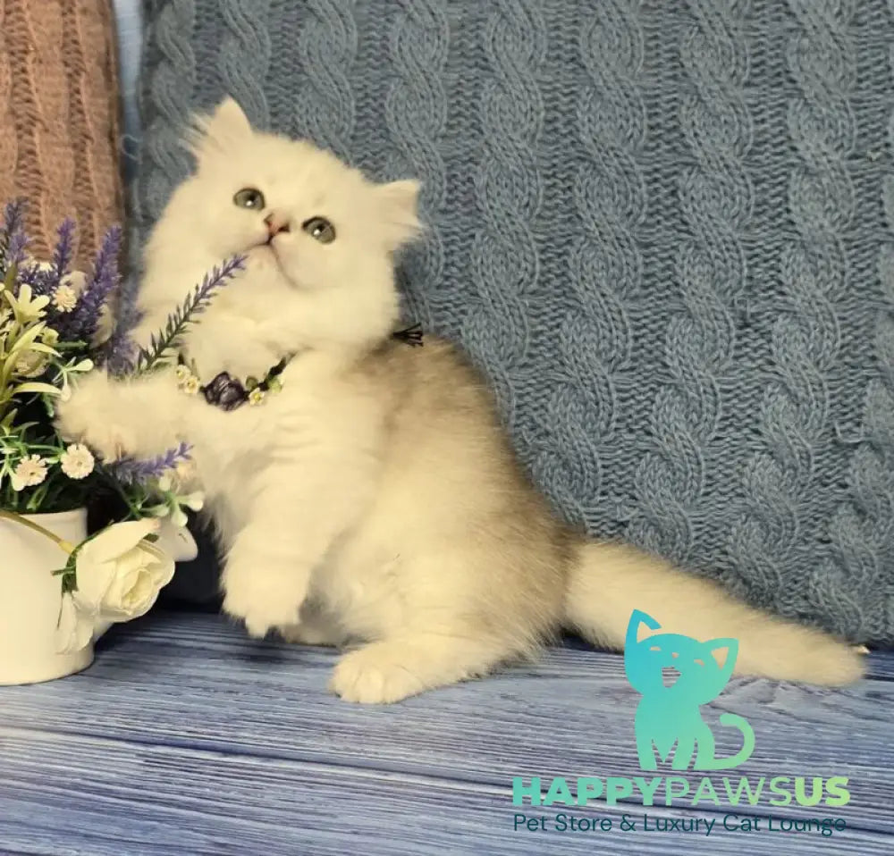 Taisia Munchkin female black tortie silver shaded pointed - live animals