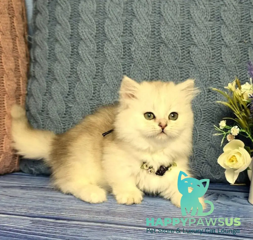 Taisia Munchkin female black tortie silver shaded pointed - live animals