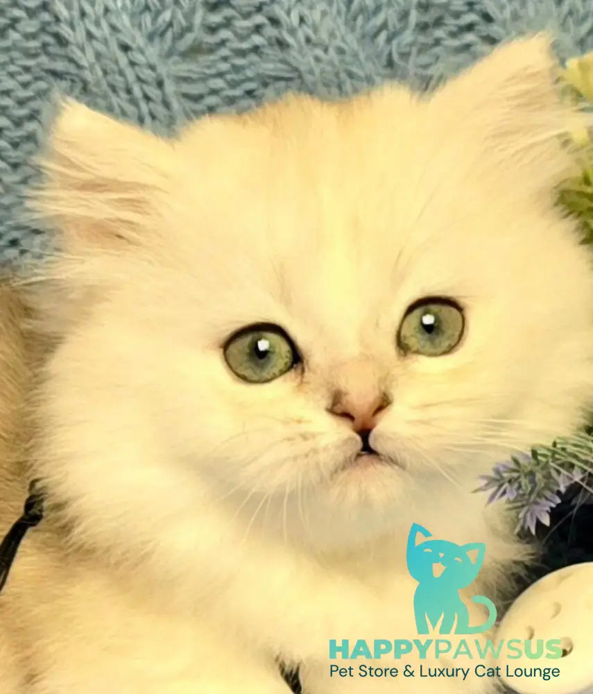 Taisia Munchkin female black tortie silver shaded pointed - live animals