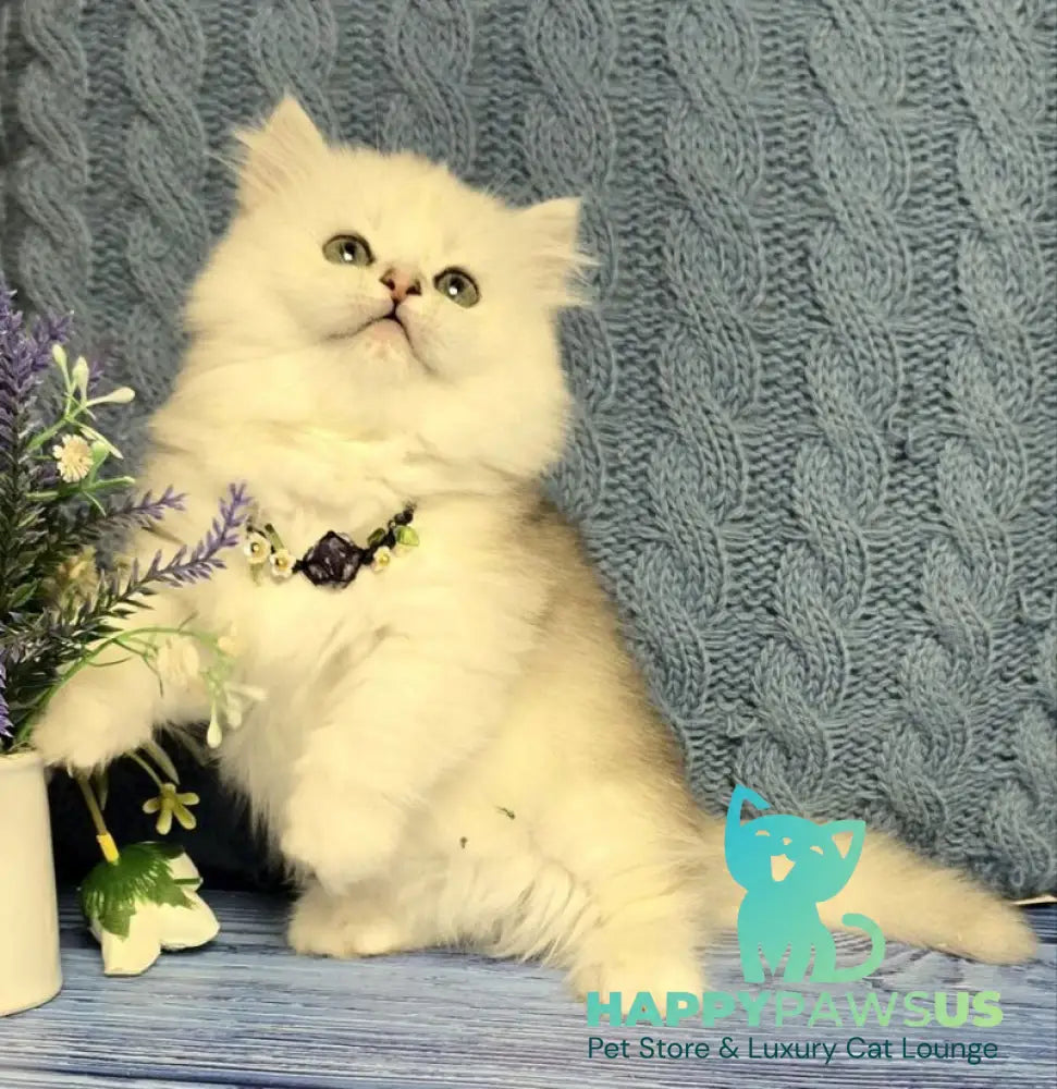 Taisia Munchkin female black tortie silver shaded pointed - live animals