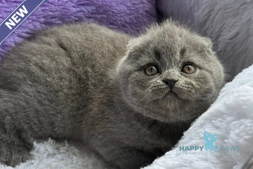 Taisia Scottish Fold female blue live animals